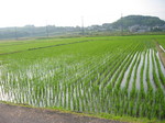 08.6田んぼ 001.jpg